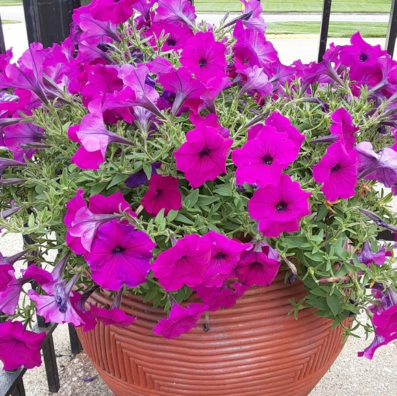 100+ Purple Wave Petunia Seeds 2024 - Picture 2 of 3